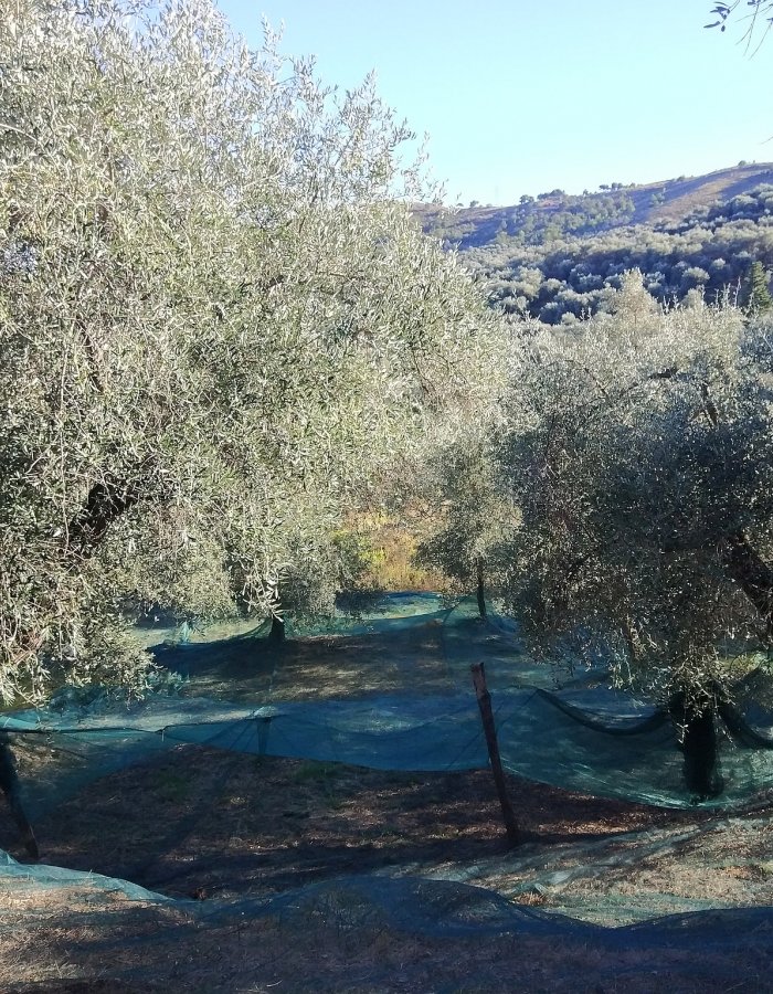 Netten leggen onder de olijven
