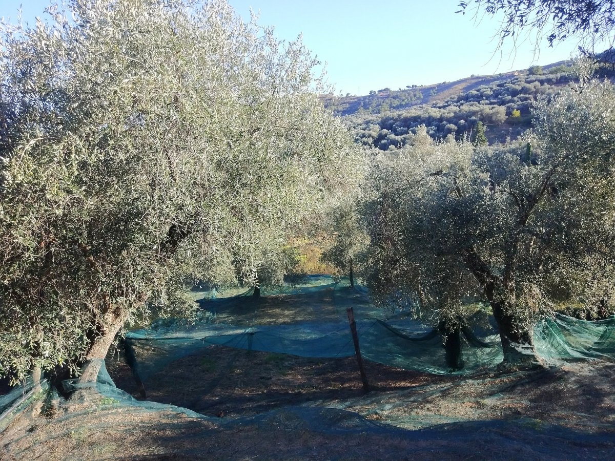 Netten leggen onder de olijven